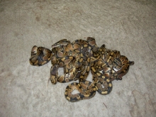 Ball Pythons