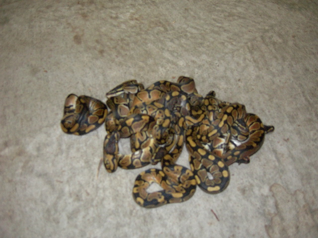 Ball Pythons