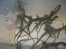 Nile Monitors