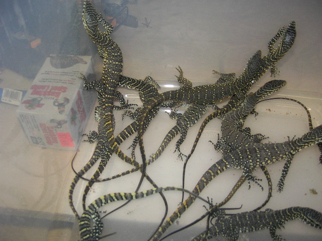 Nile Monitors