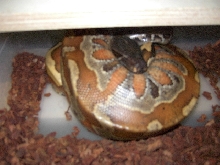 Sumatran Red