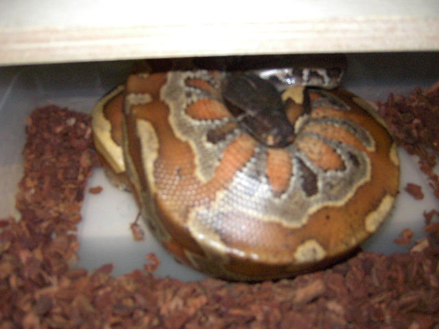 Sumatran Red