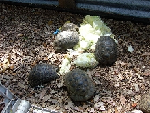greek torts