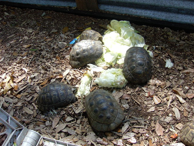 greek torts