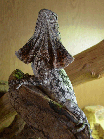 my frill