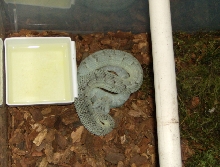 my little blue female