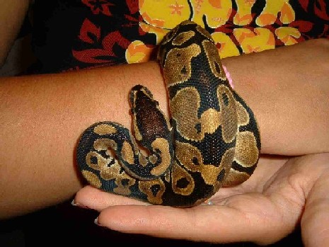 My female bp
