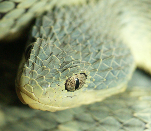 atheris01