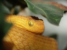 atheris02