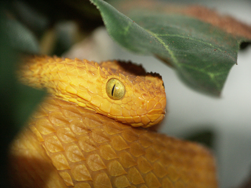 atheris02