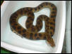 after shed