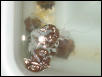 Worms?