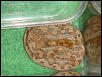 Baby Retic