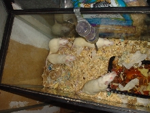 rats