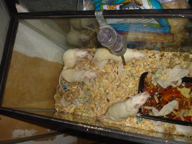 rats
