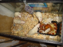 more rats