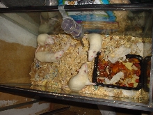 more rat pics