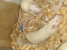 two rats
