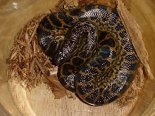 yellow conda