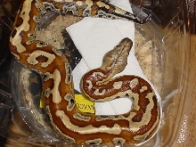 my blood python