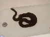 Annie in the bath tub