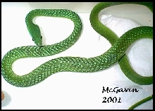 African Bush Snake
