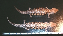 7 month old intermedia pair