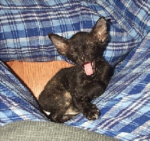 Sleepy Raz!