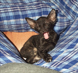 Sleepy Raz!