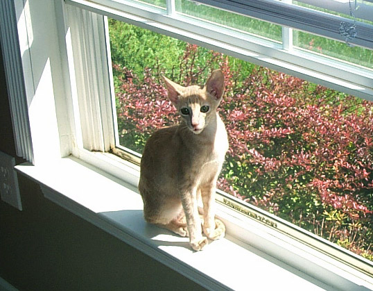Mango the Pumpkin-Colored Kitty