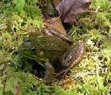 American Bullfrog - Rana catesbeiana