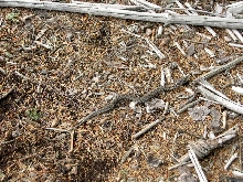 relocated Eastern Hognose going off into freedom