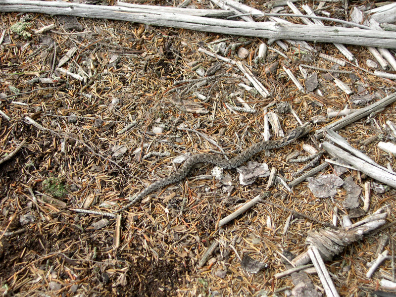 relocated Eastern Hognose going off into freedom