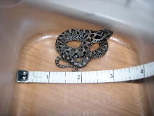 Eastern Hognose with Measuring Tape for scale