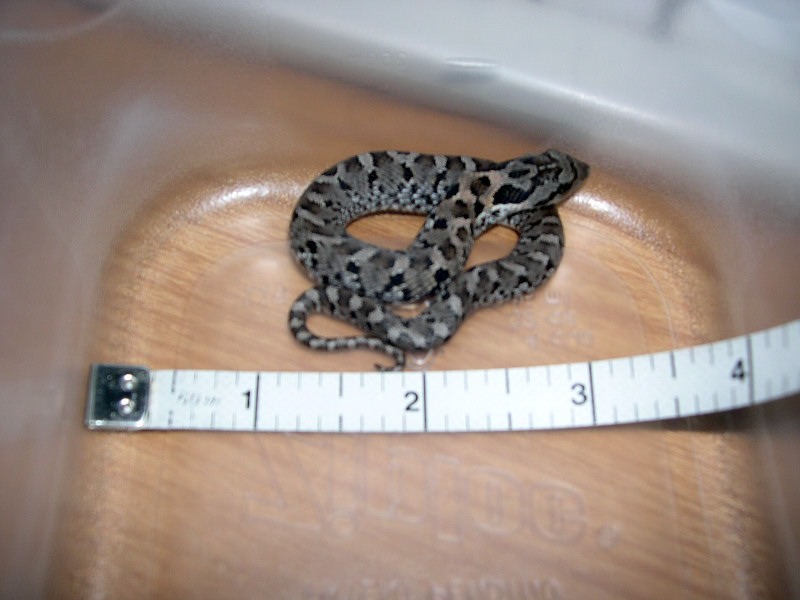 Eastern Hognose with Measuring Tape for scale