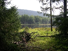 Where i released the Eastern Hognose