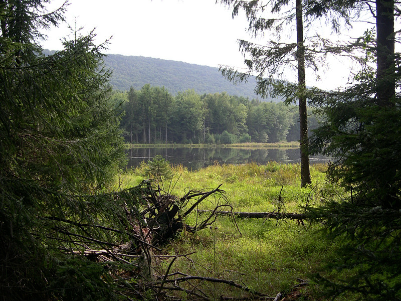 Where i released the Eastern Hognose