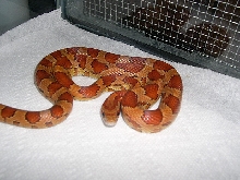 Kula after shed