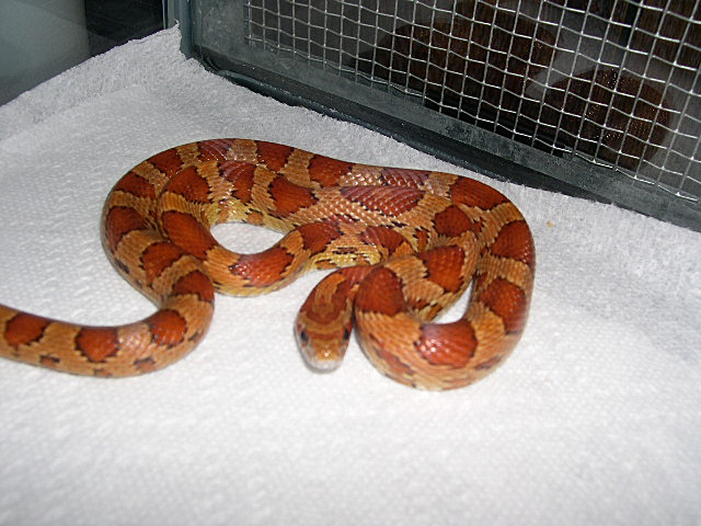 Kula after shed