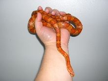 Kula in hand Aug 3rd 2005