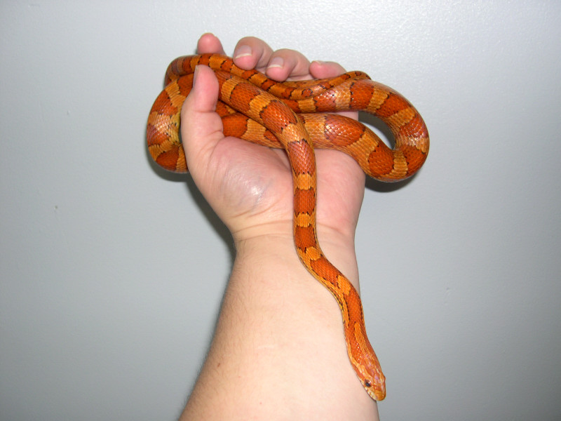 Kula in hand Aug 3rd 2005