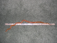 Kula with yardstick Aug 3rd 2005