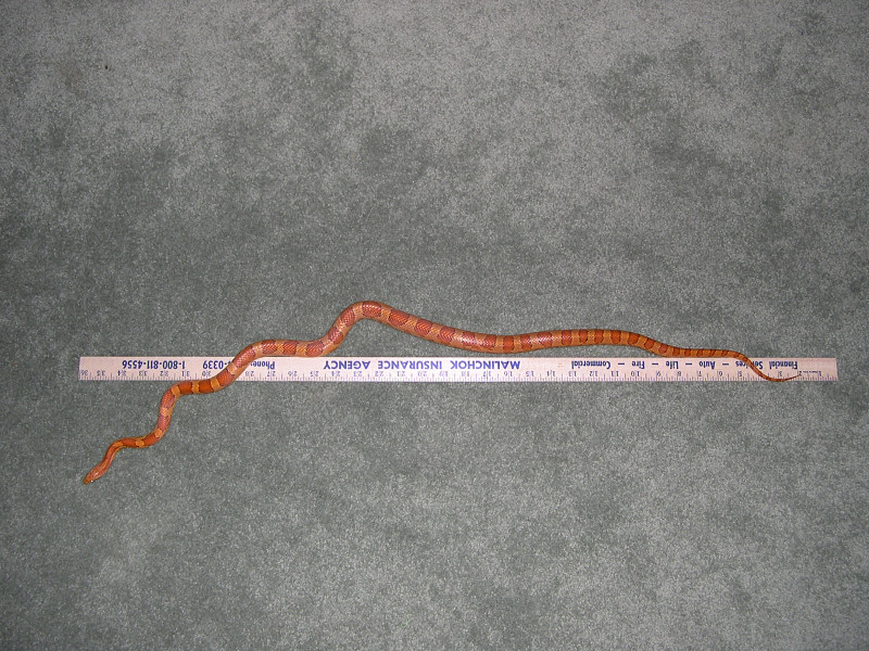 Kula with yardstick Aug 3rd 2005