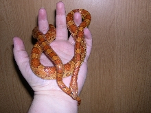Kula in hand 3-13-2005
