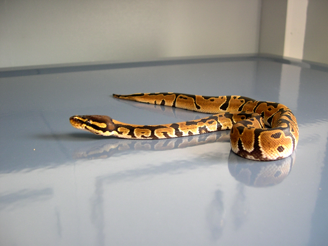 My Ball Python After shed