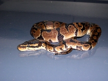 My Ball Python Before shed
