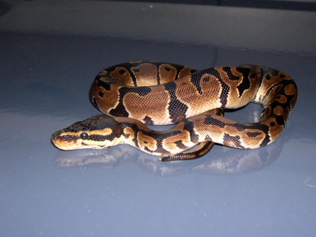 My Ball Python Before shed