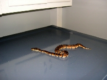 My Ball Python Before shed 2