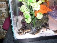 My Ball Python Before shed in tank