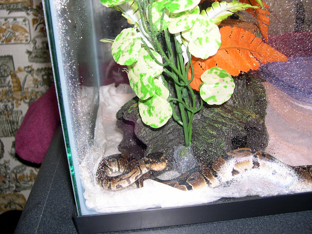 My Ball Python Before shed in tank